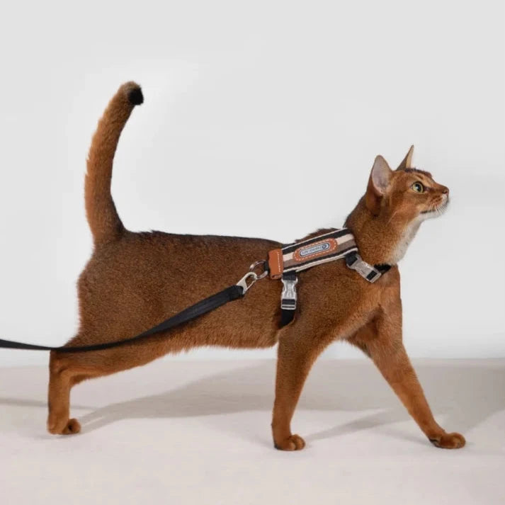 Rymningssäker Kattsele med Justerbara Remmar och Reflexer, One Size - Upp till 8 kg
