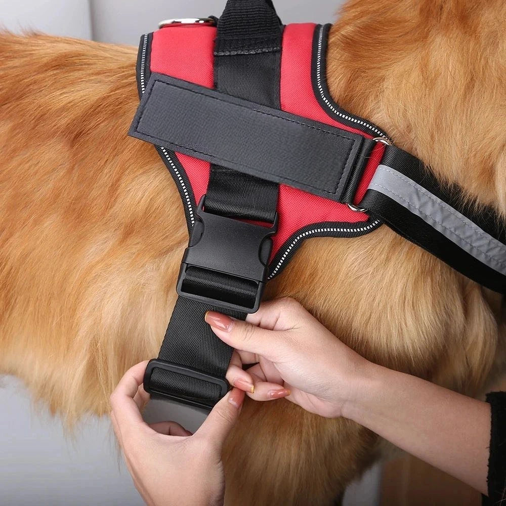 Hundsele i Läder – Justerbar & Reflekterande för Säker Promenad