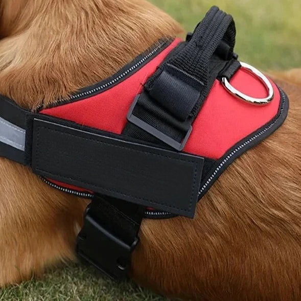 Hundsele i Läder – Justerbar & Reflekterande för Säker Promenad