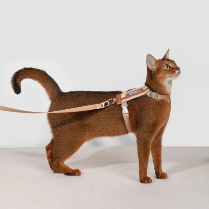 Rymningssäker Kattsele med Justerbara Remmar och Reflexer, One Size - Upp till 8 kg