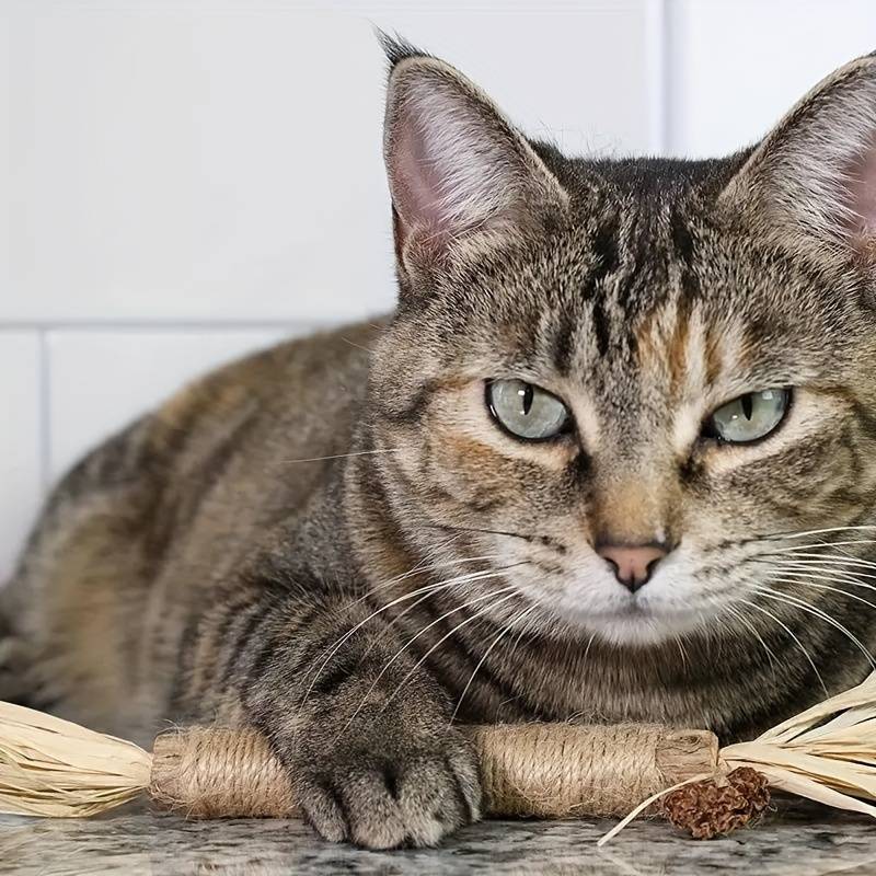 Naturlig Tandvårdsleksak för Katt – Stimulerar Lek & Främjar Munhälsa