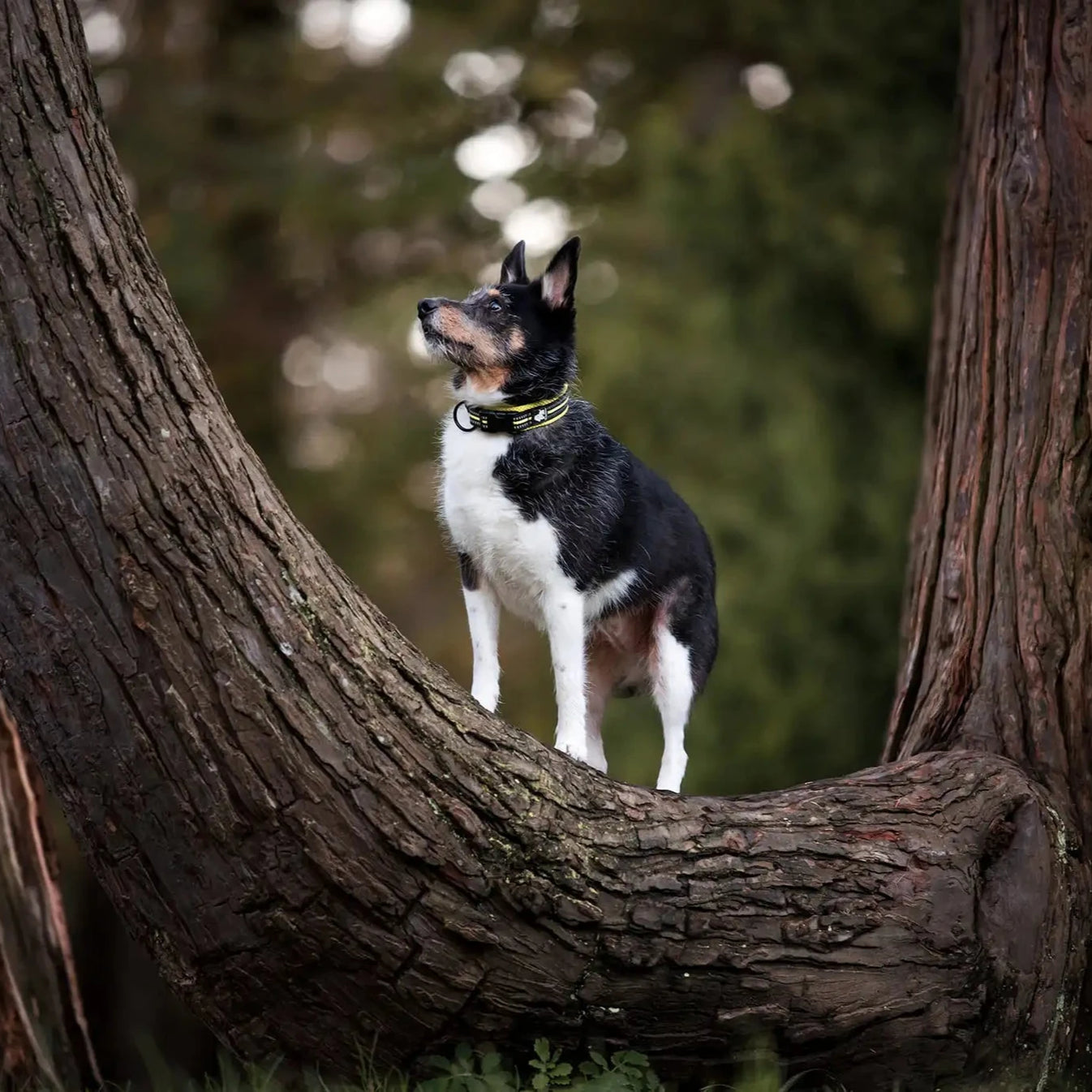 Justerbart Hundhalsband med Reflex – Bekvämt och Säkert för Alla Raser