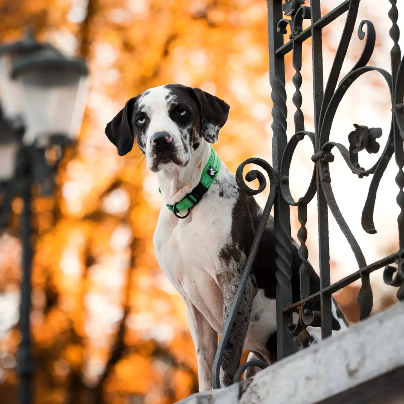 Justerbart Hundhalsband med Reflex – Bekvämt och Säkert för Alla Raser
