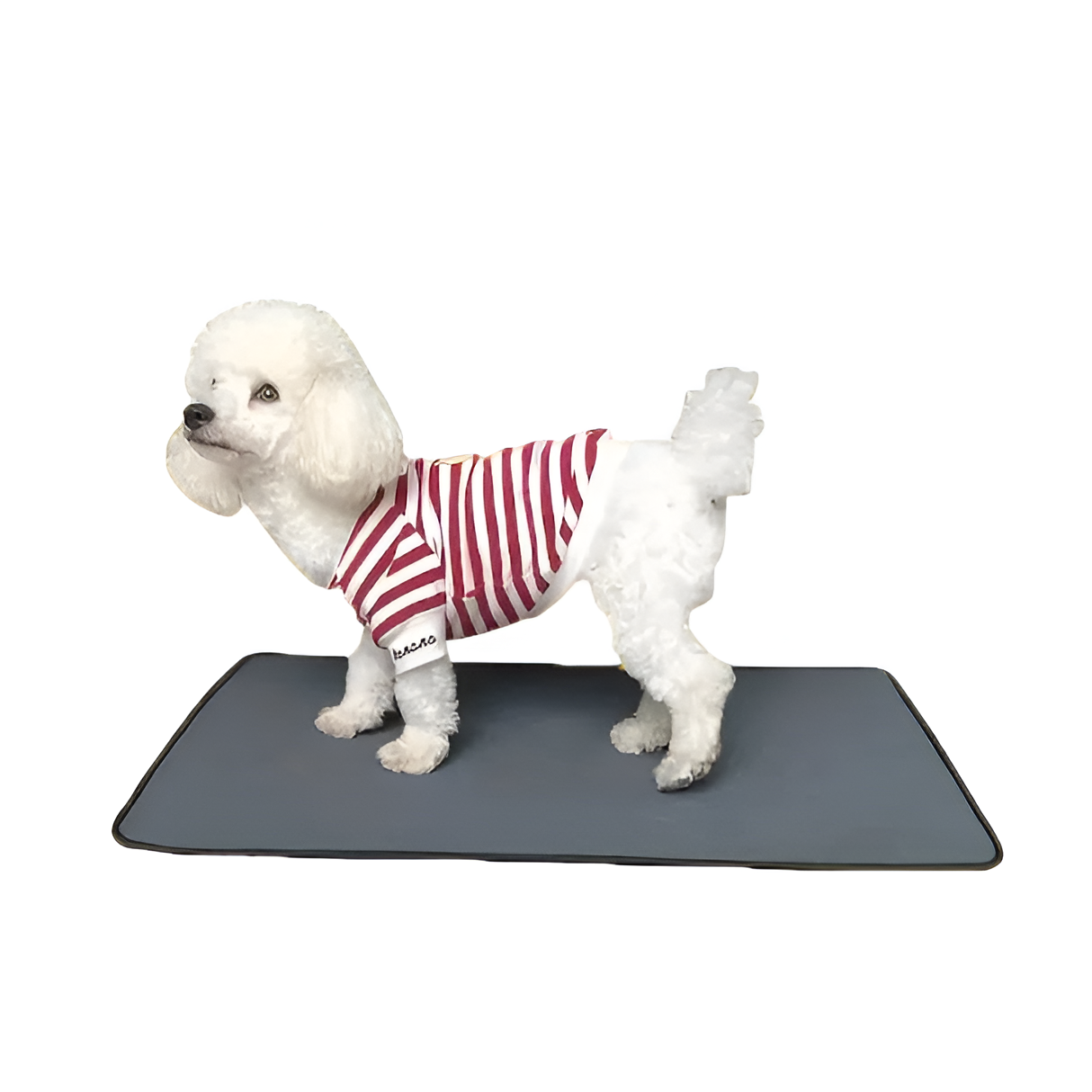 Absorberande hundmatta med 4-lagers skydd – vattentät och luktfri