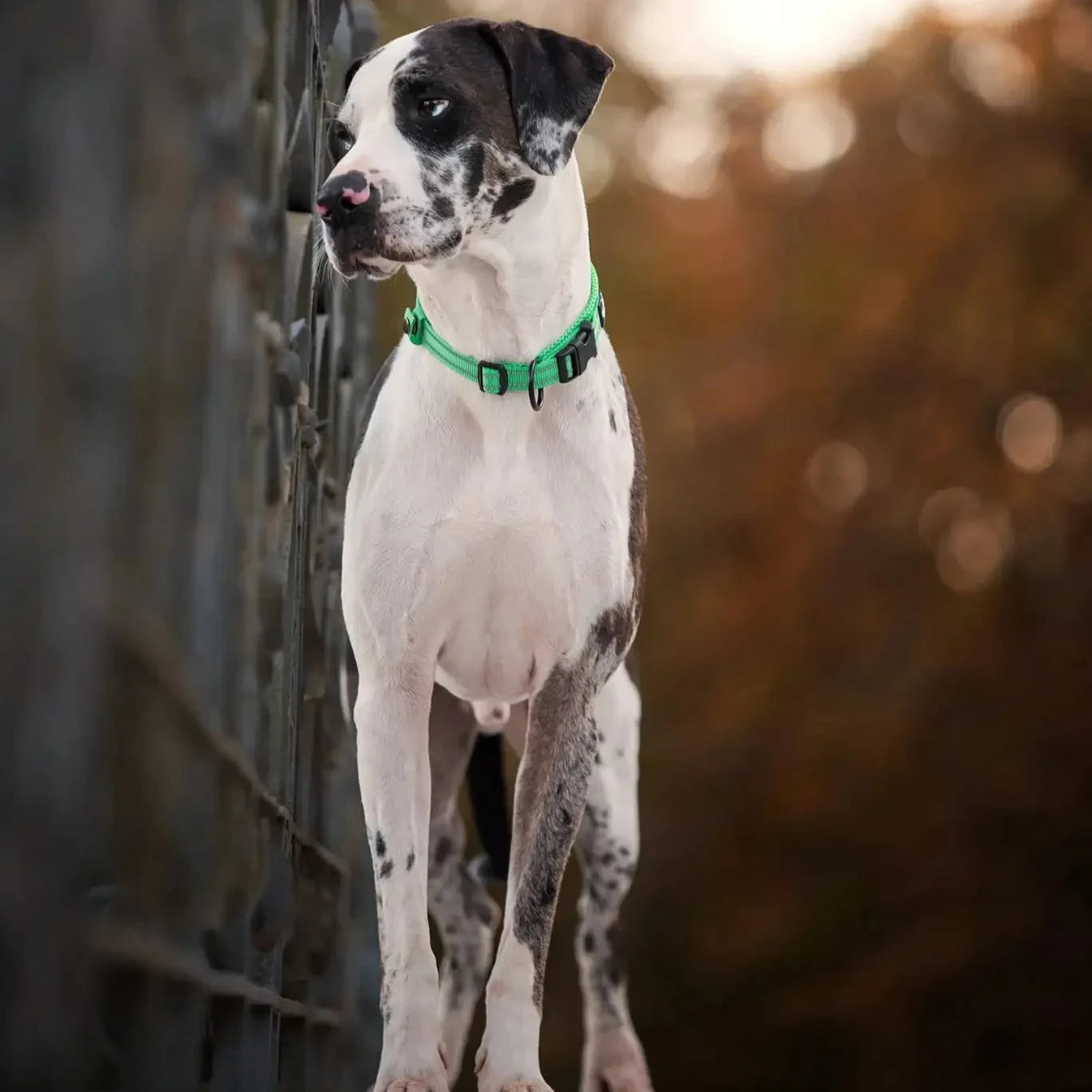Justerbart Hundhalsband med Reflex – Bekvämt och Säkert för Alla Raser