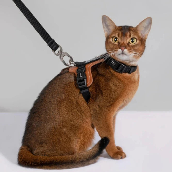 Ergonomisk kattsele med justerbar passform och rymningssäker design – lätt och slitstark