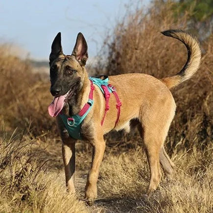 Dragsele med anti-dragfunktion och reflekterande säkerhet för hund
