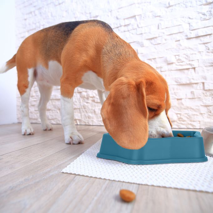Smart Slowfeeder för Hund – Motverkar Snabbätning och Främjar Hälsa