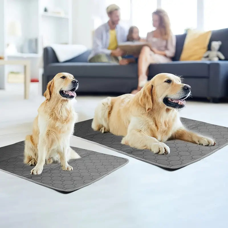 Absorberande hundmatta med 4-lagers skydd – vattentät och luktfri