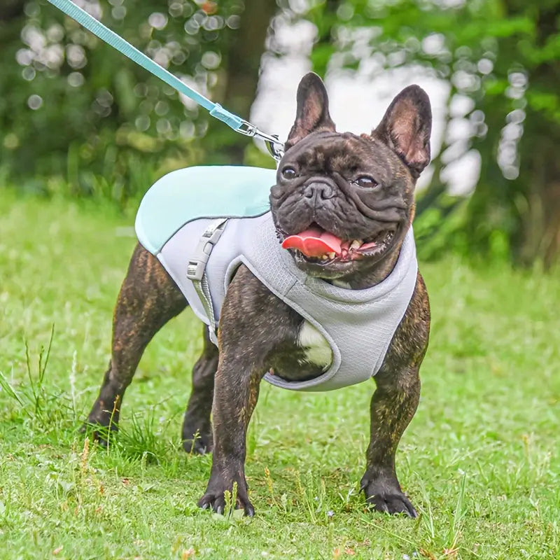Kylväst för Hund – Justerbar, Reflekterande & Effektiv Kyla vid Värme