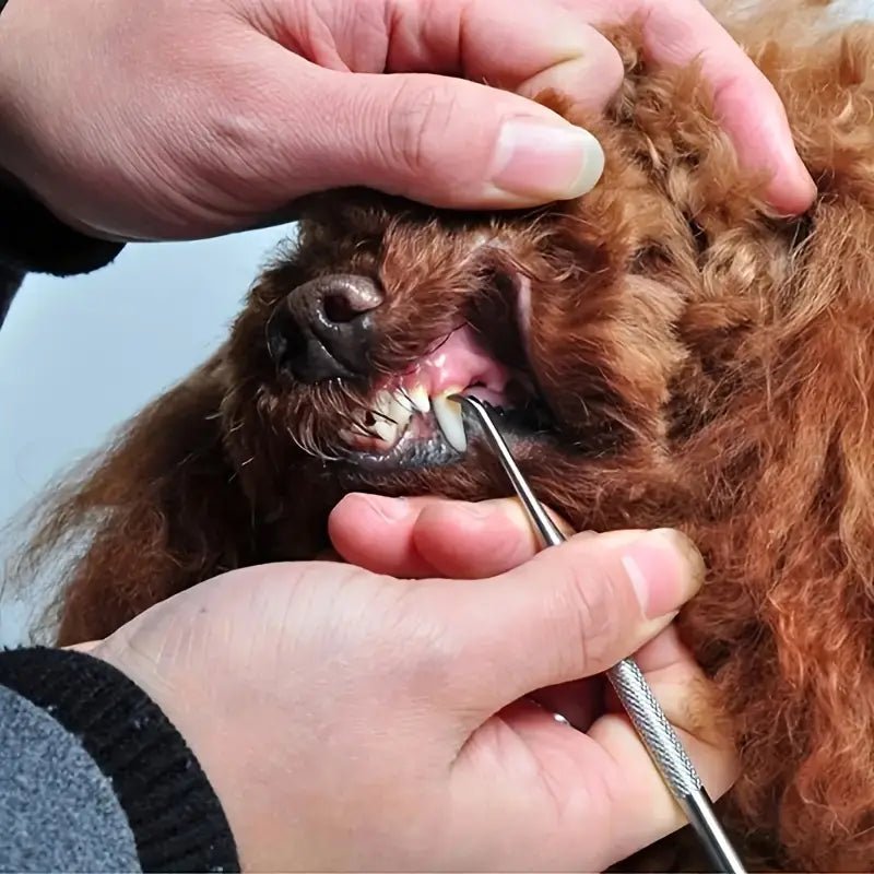 Tandstensskrapa 3 Set – Effektiv Tandvård Hemma för Hund & Katt